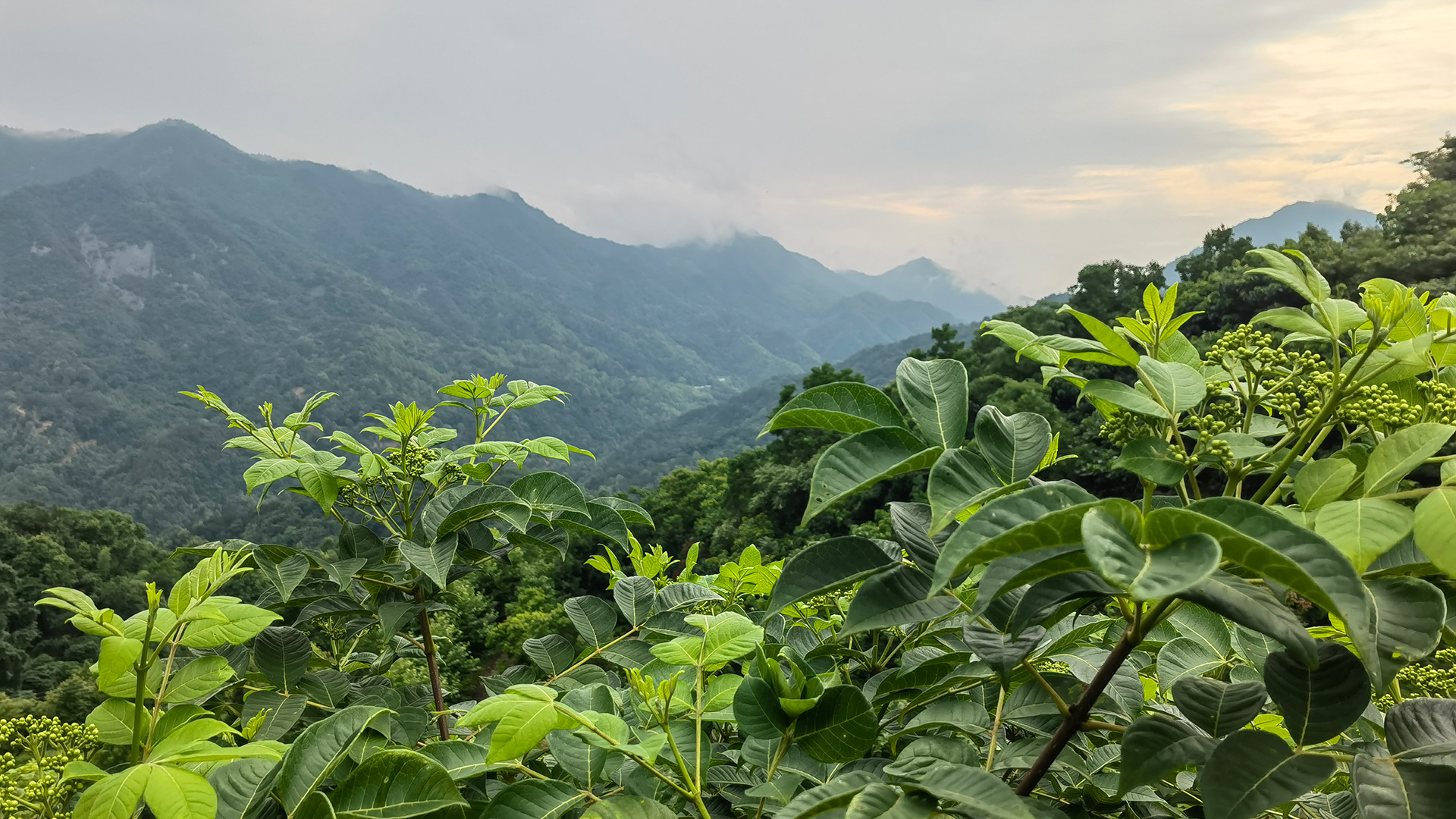 道地药材生态种植