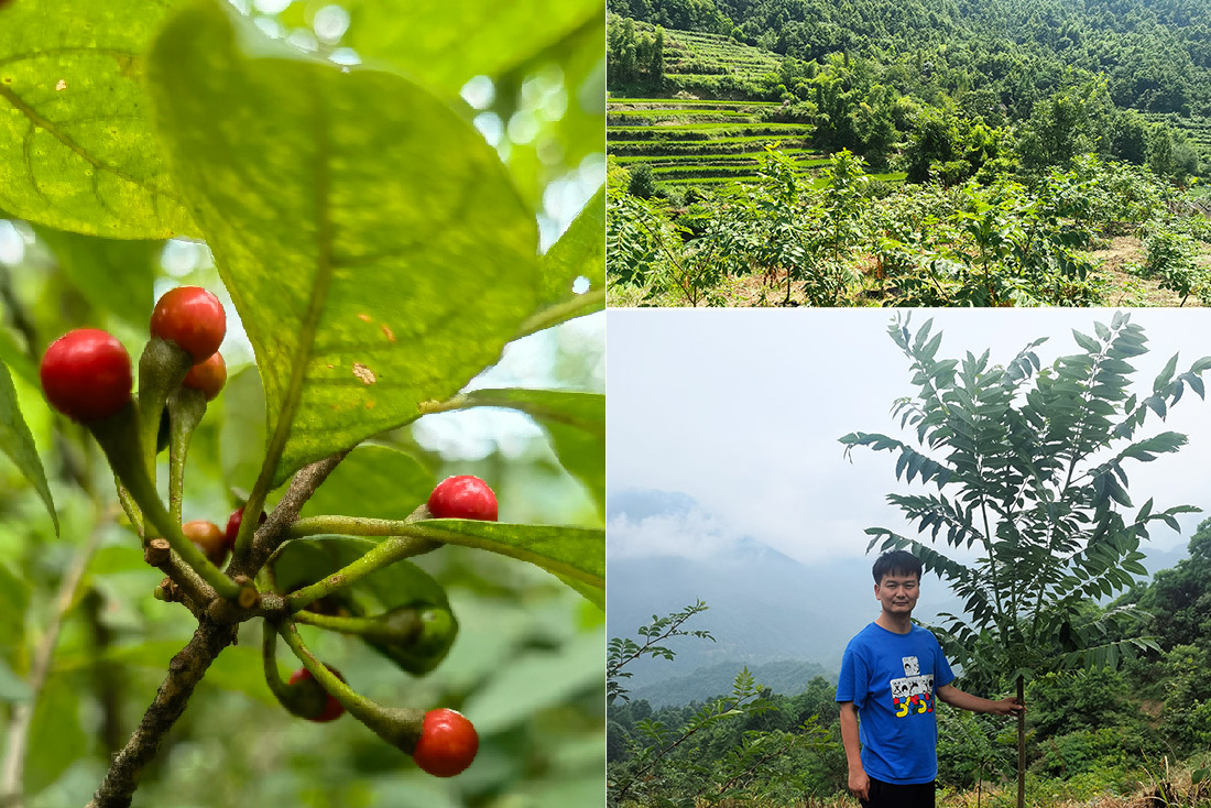 中药材-吴茱萸.jpg 中药材-吴茱萸.jpg