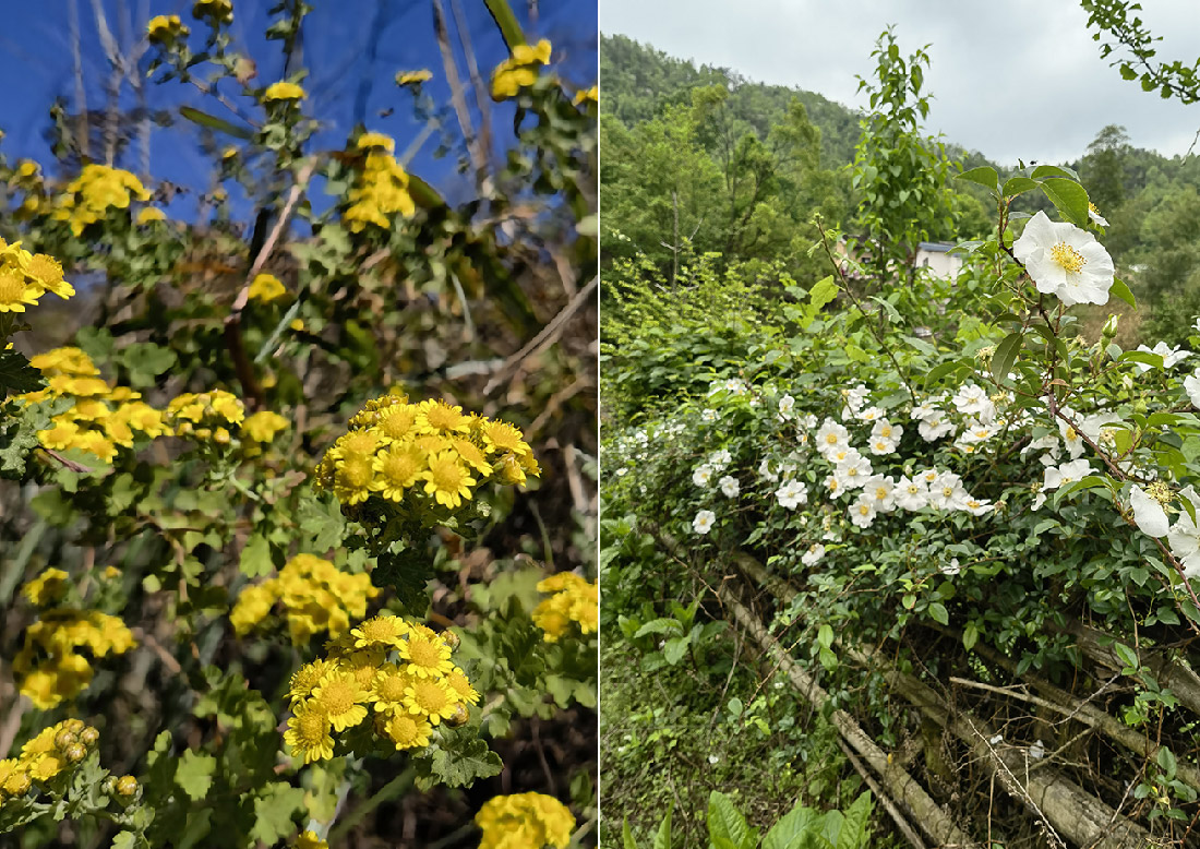 中药材种植-花.jpg 中药材种植-花.jpg