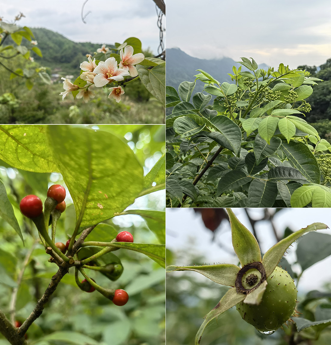 中医研学-会龙池4.jpg